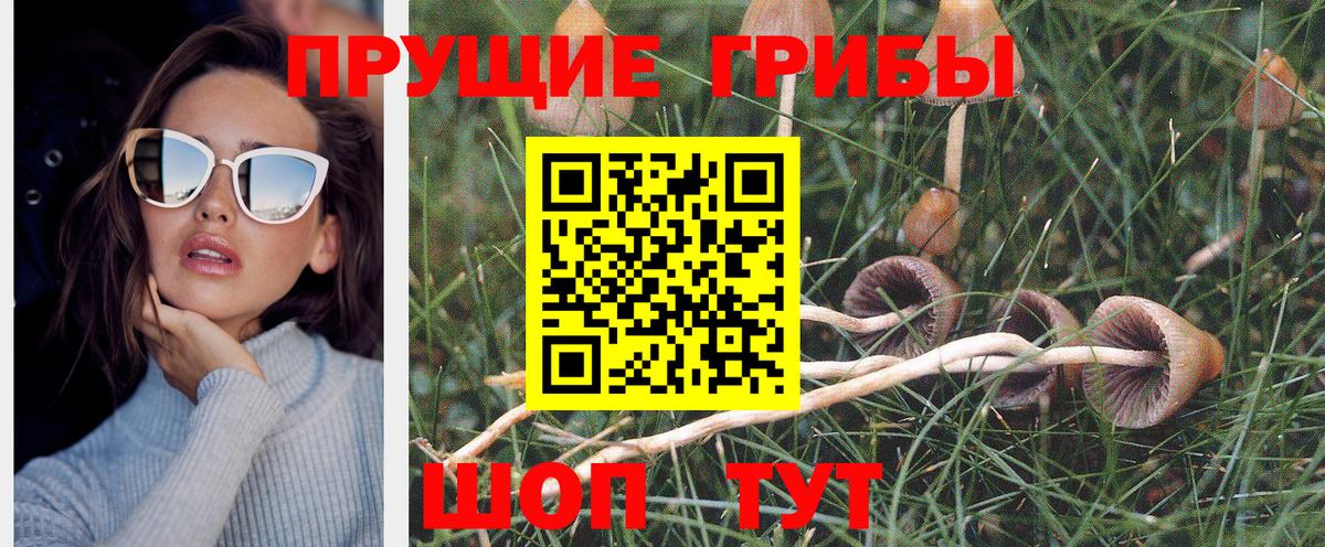 Псилоцибиновые грибы Psilocybine cubensis Назрань